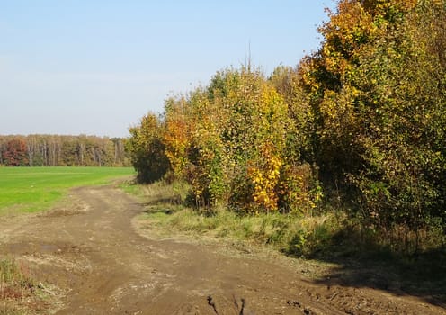 empty dirt road in the field on sunny summer day