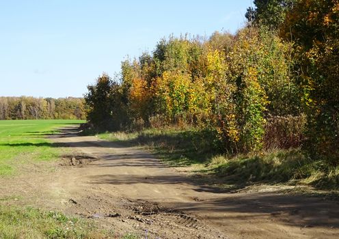 empty dirt road in the field on sunny summer day