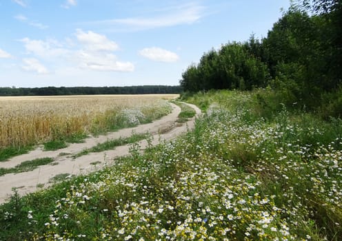 empty dirt road in the field on sunny summer day