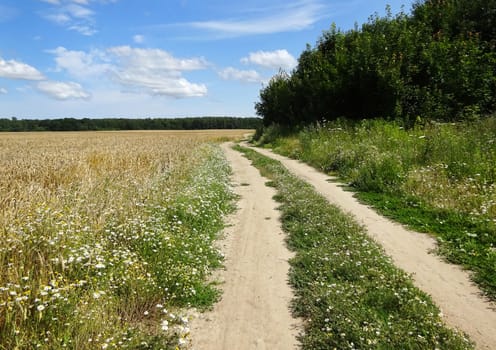 empty dirt road in the field on sunny summer day