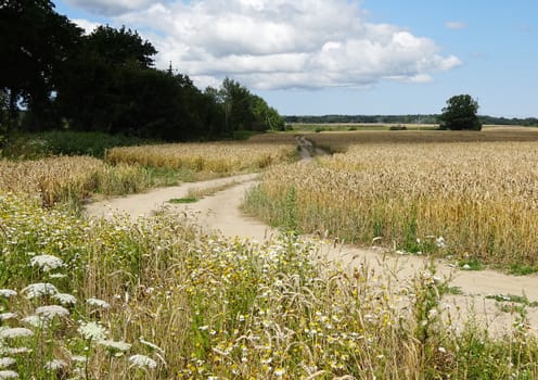 empty dirt road in the field on sunny summer day