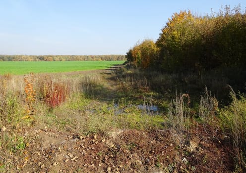 empty dirt road in the field on sunny summer day