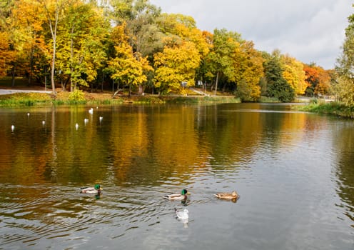 ducks and seagulls swim in the pond on a sunny autumn day