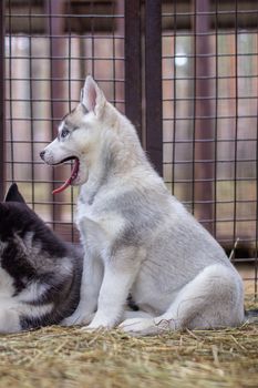 Large plan puppy Siberian husky, located in a cage. Several puppies lie in a cage.