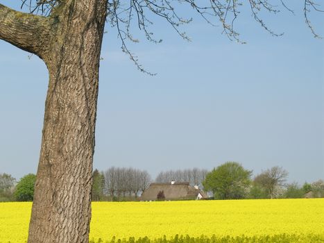 Canola field at a sunny day in Schleswig-Holstein, Germany.