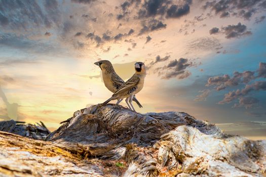 two love and romantic twin birds against dramatic sunset sky with copy space