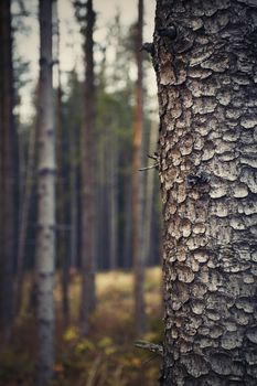 nature background close up on a tree in the evening forest