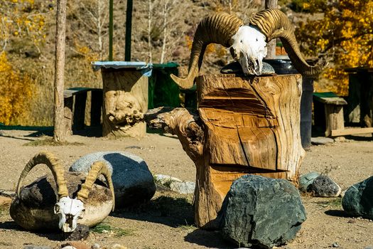 Skulls of rams with horns. The scenery in the barnyard.