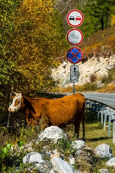 A cow grazes on the side of the road near a road sign.