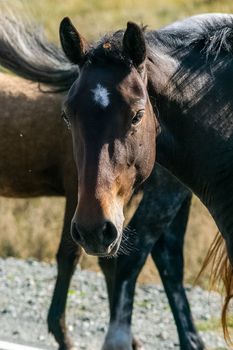 A close-up horse. Portrait of a horse.