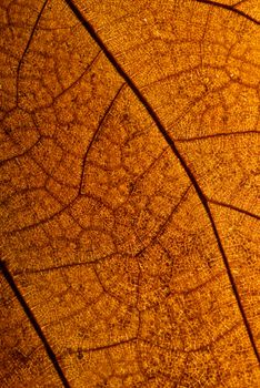 A macro photograph of a dry yellow leaf in autumn