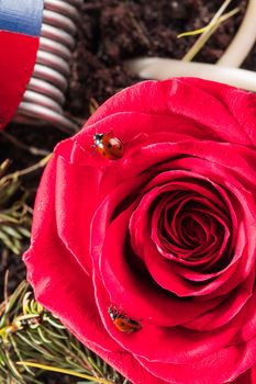 Ladybug climbs on red rose macro close up