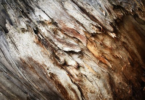 abstract detail of decomposing and rotting wood