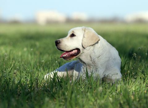 yellow labrador playing in the park