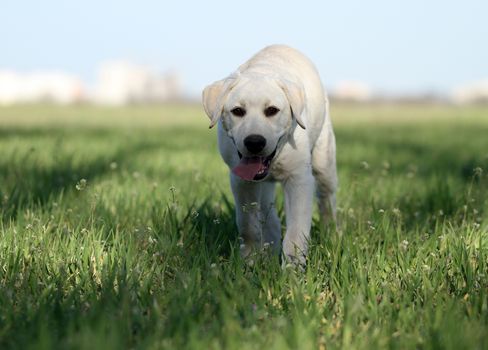 the sweet yellow labrador playing in the park