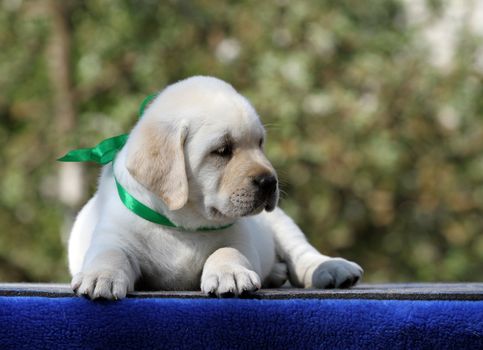 yellow labrador puppy on the blue background