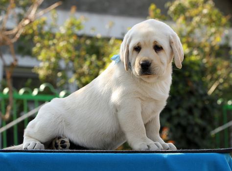 the yellow labrador puppy on the blue background