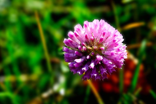 Photo of fall pink flower on green background, macro image of a autumn flower