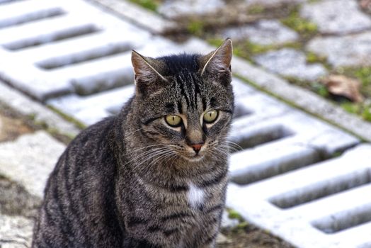 Female stray cat looking at the camera, young stray cat