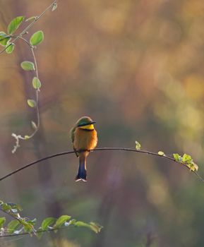 The Little Bee-eater (Merops pusillus)  predominantly eat insects, especially bees, wasps and hornets, who are caught in the air by sorties from an open perch.