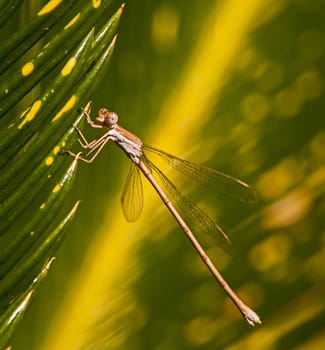 Brown damselfly resting on a leaf