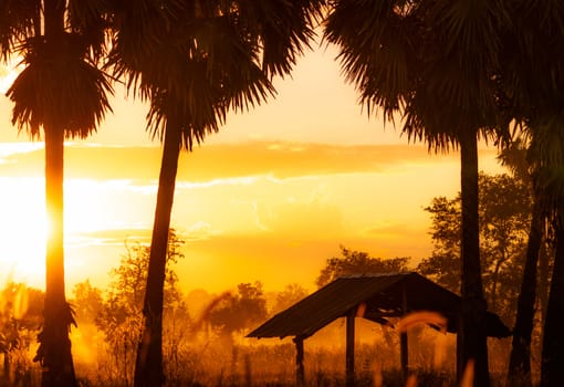 Selective focus on old hut in forest near sugar palm tree in the morning. Golden sunrise sky and silhouette sugar palm tree and hut in rural. Country view. Sunrise shine with yellow and orange color.