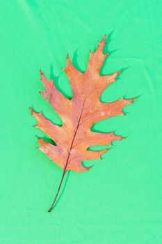 A brown leaf placed on a colored background, autumnal image