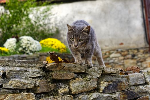 Grey stray cat hunting ready to jump, stray cat male