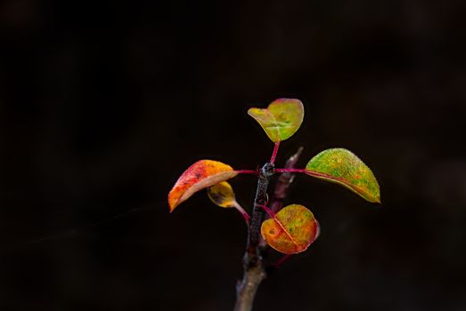 Isolated autumn leaves on black background, colorful fall leaves