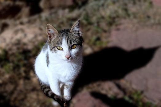 Young female kitten looking at the camera, three color stray cat