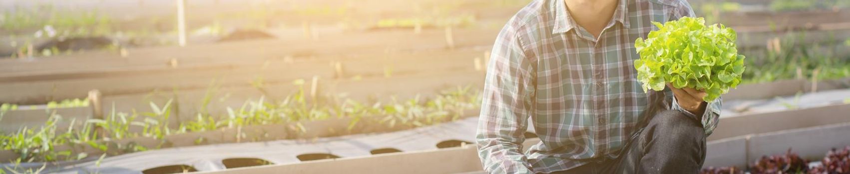 Young asian man farmer holding and showing fresh organic green oak lettuce in the farm, cultivation for harvest agriculture vegetable garden with business, healthy food concept, banner website.