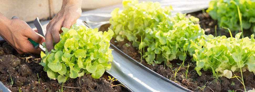 Closeup hands of young asian man farmer checking fresh organic vegetable garden in farm, cultivation green oak lettuce for harvest agriculture with business, healthy food concept, banner website.