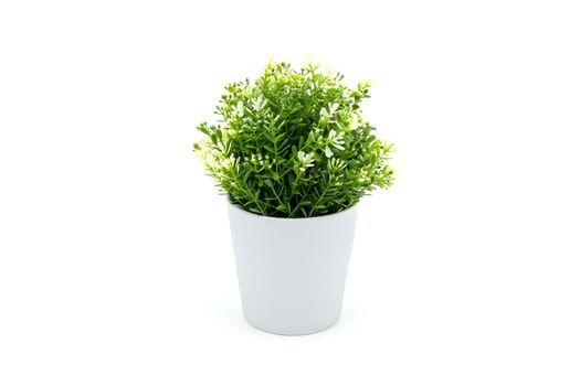 Beautiful artificial lush tree in pots ceramic isolated on white background, plastic tree and foliage, leaf fake with imitation for decorate home, closeup object.