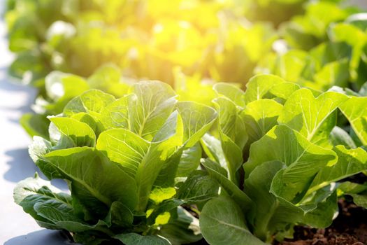 Fresh sapling of green​ cos romaine lettuce organic farm in plantation, produce and cultivation agriculture and harvest green leaves in the field, vegetable kitchen garden and healthy food concept.