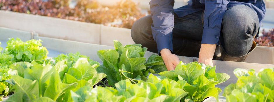 Closeup hands young man farmer checking and holding fresh organic vegetable in hydroponic farm, cultivation green cos for harvest agriculture with business, healthy food concept, banner website.