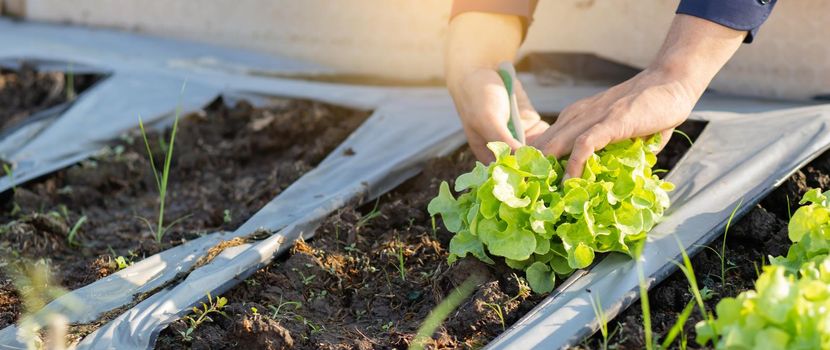 Closeup hands of young asian man farmer checking fresh organic vegetable garden in farm, cultivation green oak lettuce for harvest agriculture with business, healthy food concept, banner website.