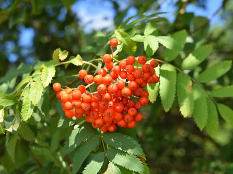 Rowan branch with red fruits and green leaves