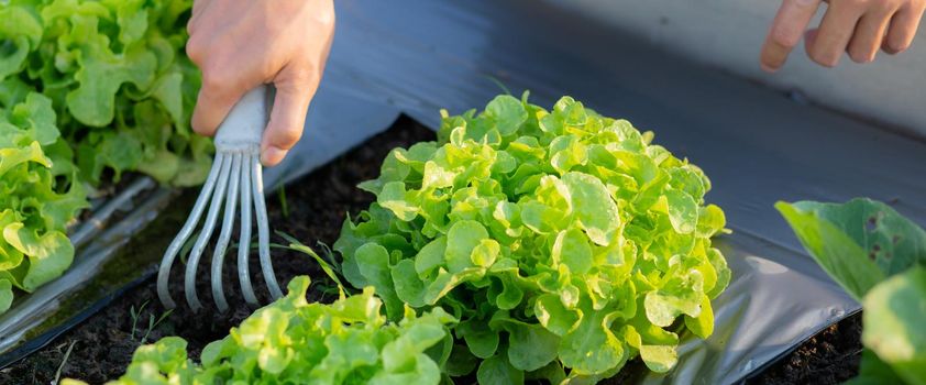 Closeup hands of man farmer shovel dig fresh organic vegetable garden at farm, cultivation green oak lettuce for harvest agriculture with business in the field, healthy food concept, banner website.