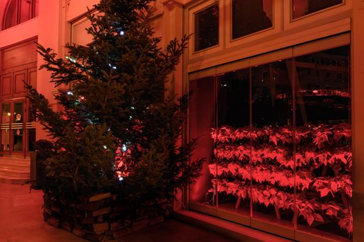 Illuminated night view of real pine tree with many red poinsettias as festive instalments.