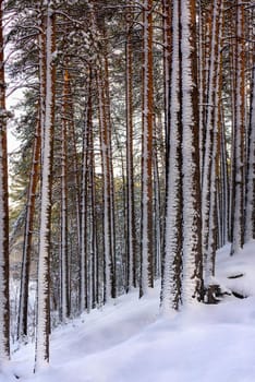 Winter landscape with pine trees in a snow-covered forest in daylight