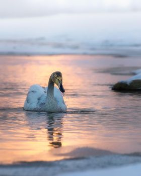 Whooper Swan Cygnus cygnus swimming on the water