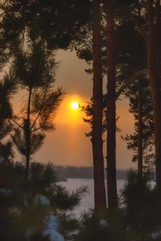 Winter evening in the forest with long shadows from the trees, sunset