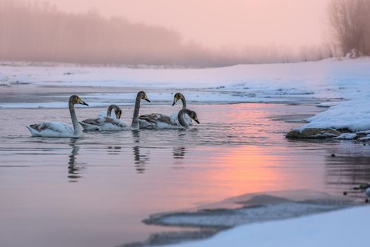 Whooper swans Cygnus cygnus swim on the water, close-up