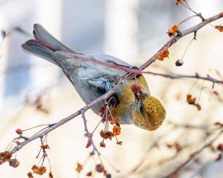 pinicola enucleator bird, female, on a branch with berries, close-up