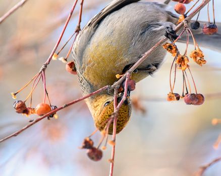 pinicola enucleator bird, female, on a branch with berries, close-up