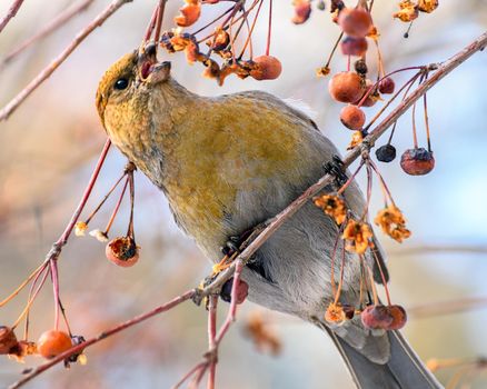 pinicola enucleator bird, female, on a branch with berries, close-up