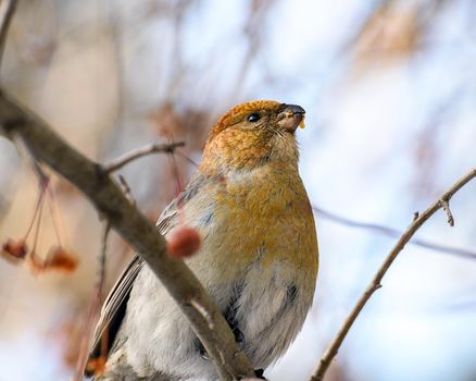 pinicola enucleator bird, female, on a branch with berries, close-up