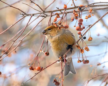 pinicola enucleator bird, female, on a branch with berries, close-up