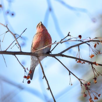 pinicola enucleator bird, female, on a branch with berries, close-up