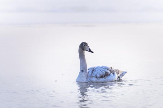 Whooper swans Cygnus cygnus swim on the water, close-up